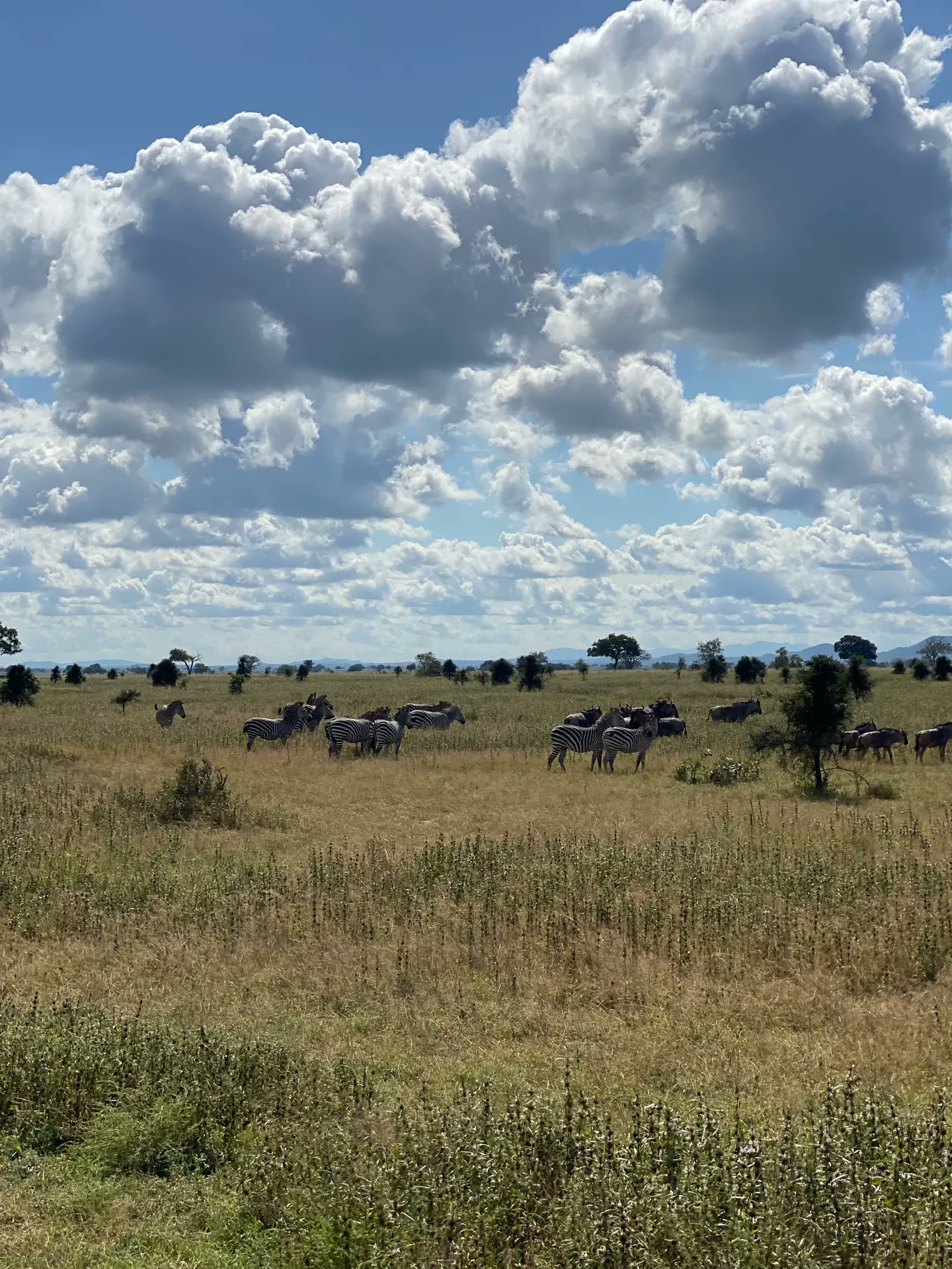Zebras grazing under a big sky