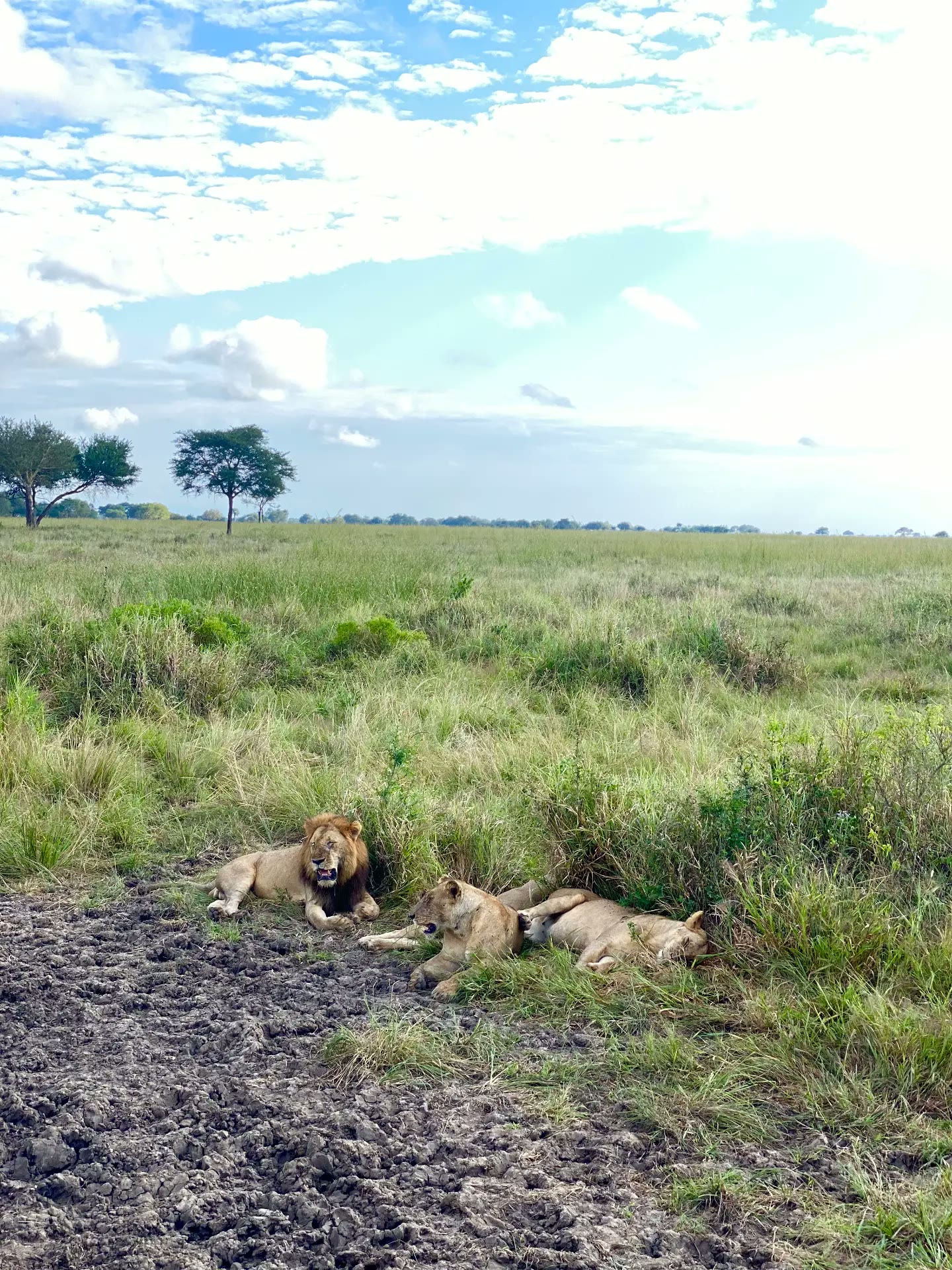 Lions resting on the savannah