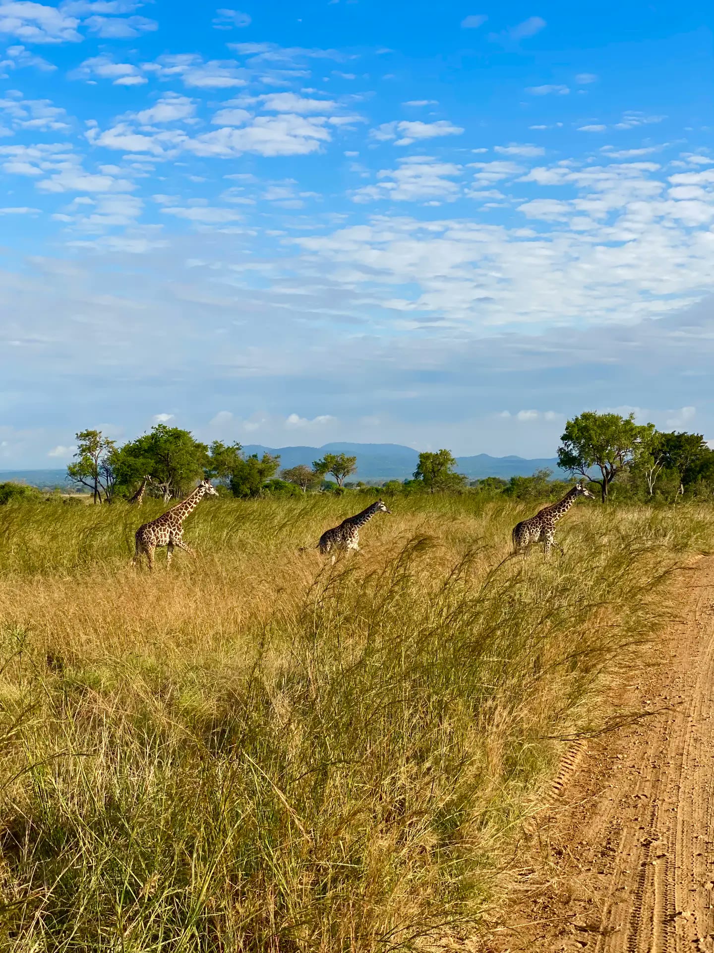Giraffes on the savannah during a Tanzania safari
