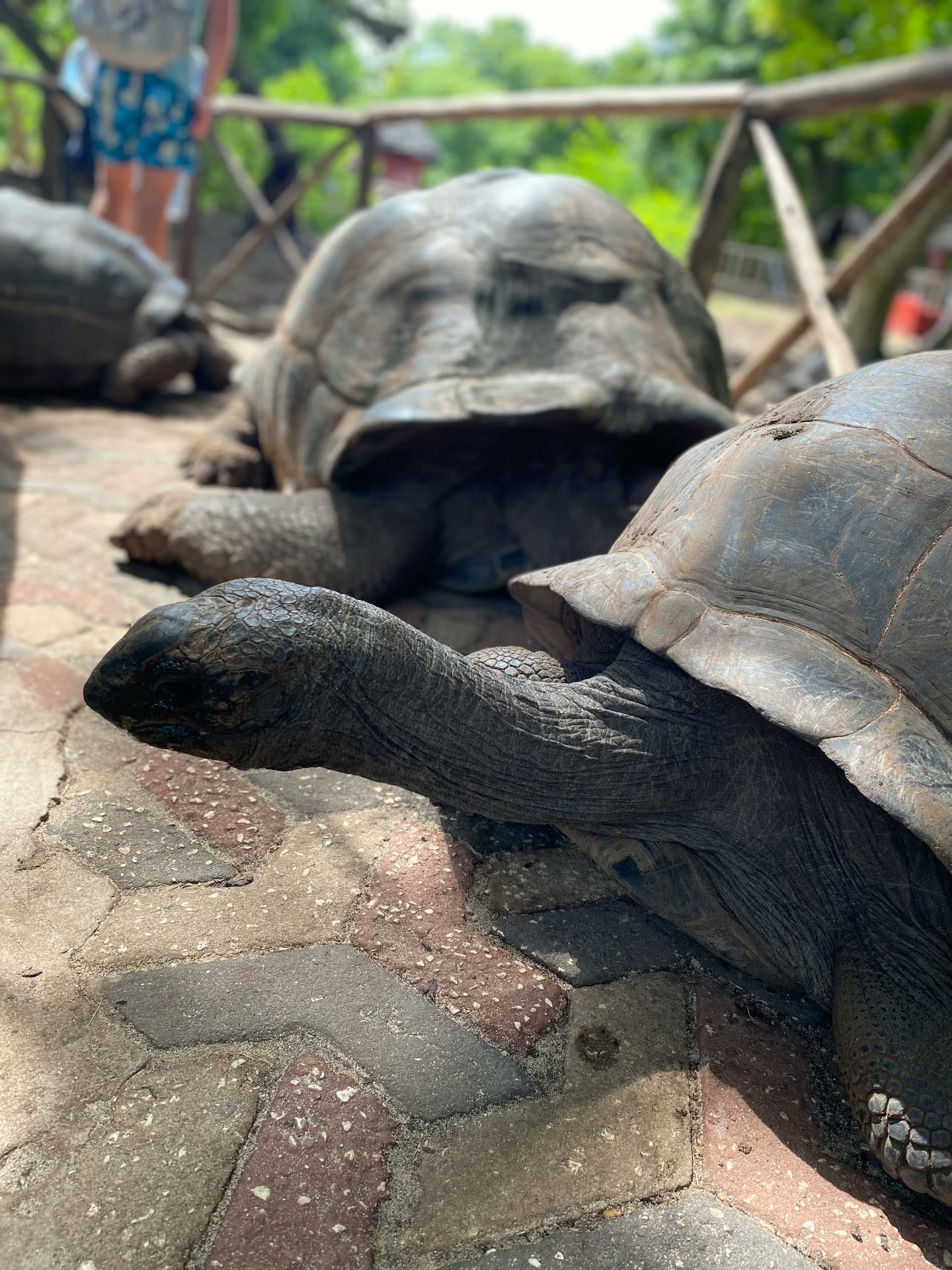 Giant tortoises on Prison Island