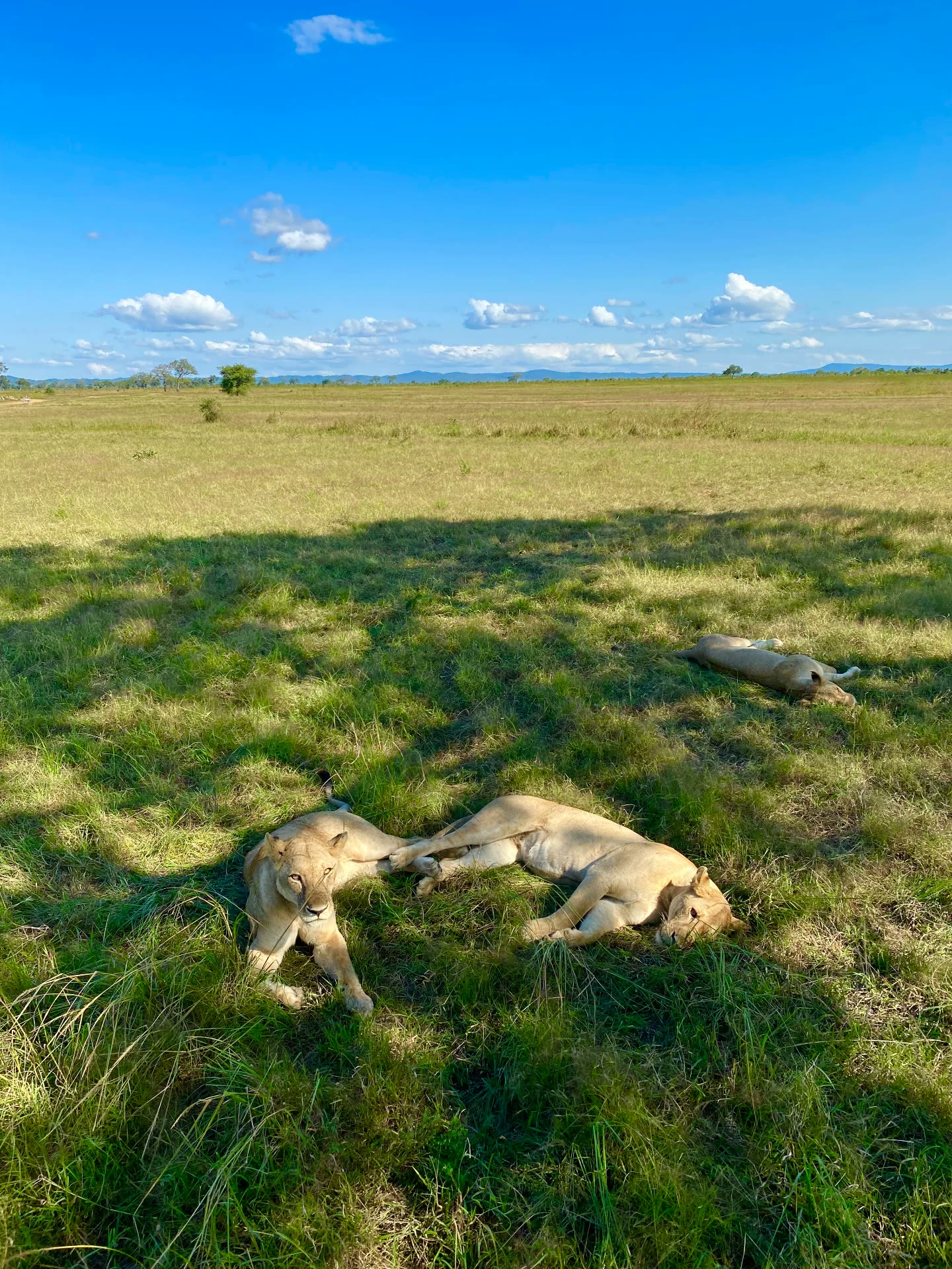 Lionesses resting on a mainland safari