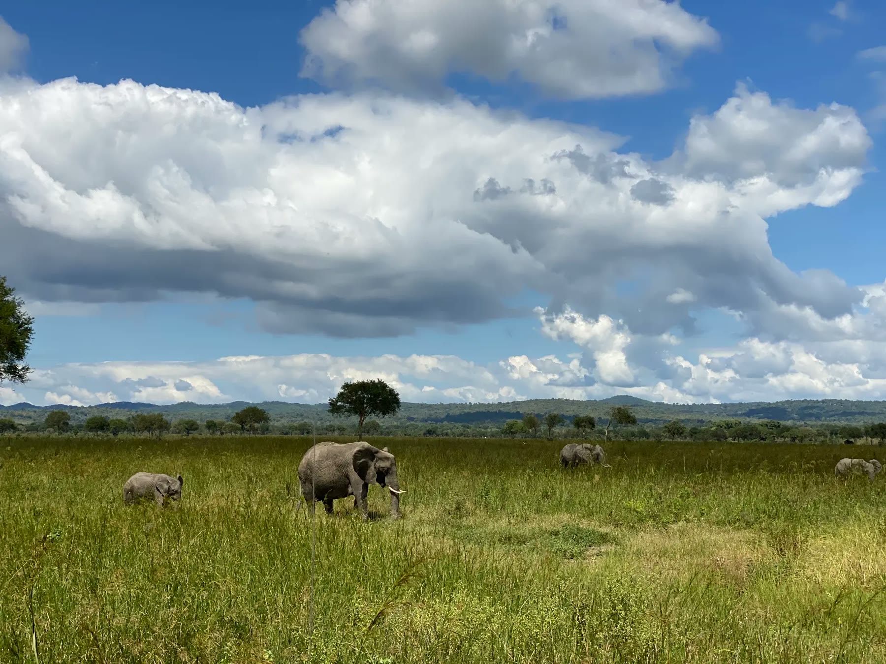 Elephants walking across the plains