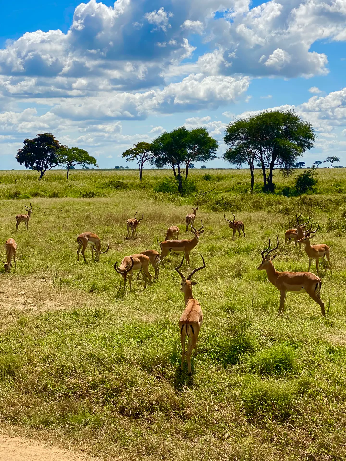 Impala herd on safari